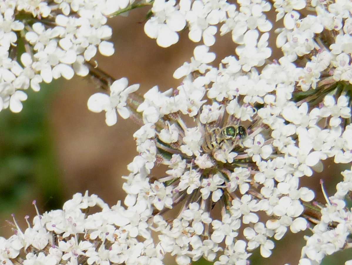 Microimenottero: Nomioides sp. (Apidae Halictinae)